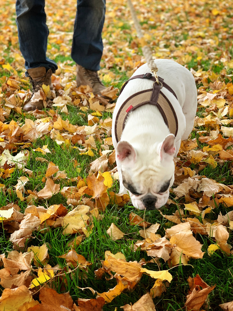 Dog walking in the Autumn