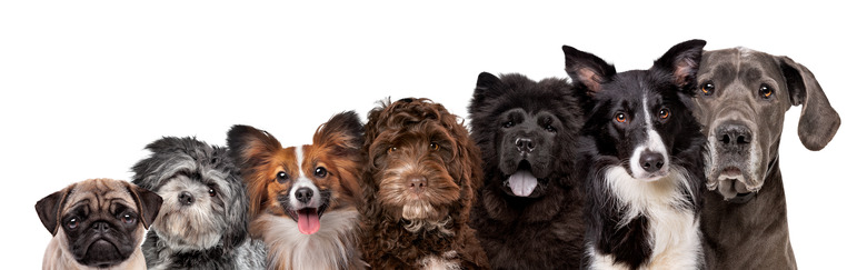 seven different dog breed portraits