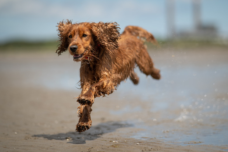 Wet Cocker Spaniel dog in motion