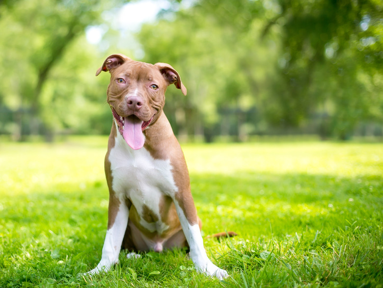A cute red and white Terrier mixed breed puppy sitting outdoors
