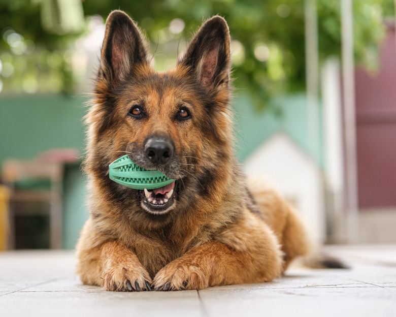 Portrait of a German Shepherd dog lying