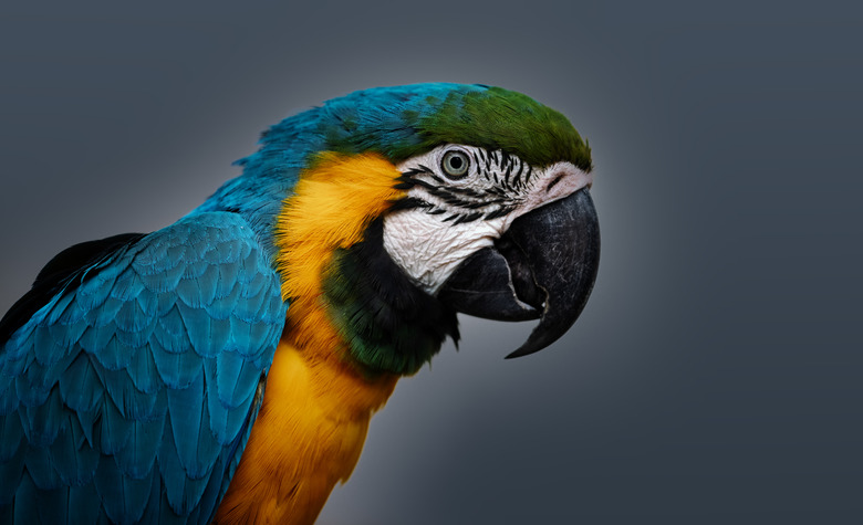 Close-up of macaw against black background