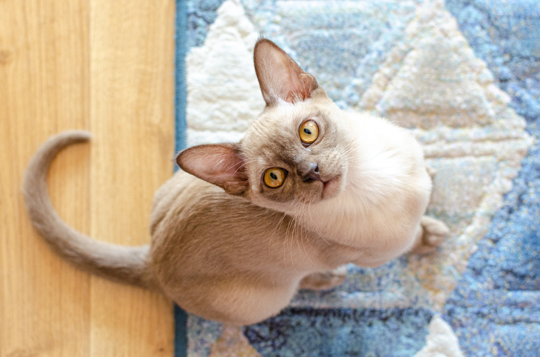Burmese cat staring up to the camera.