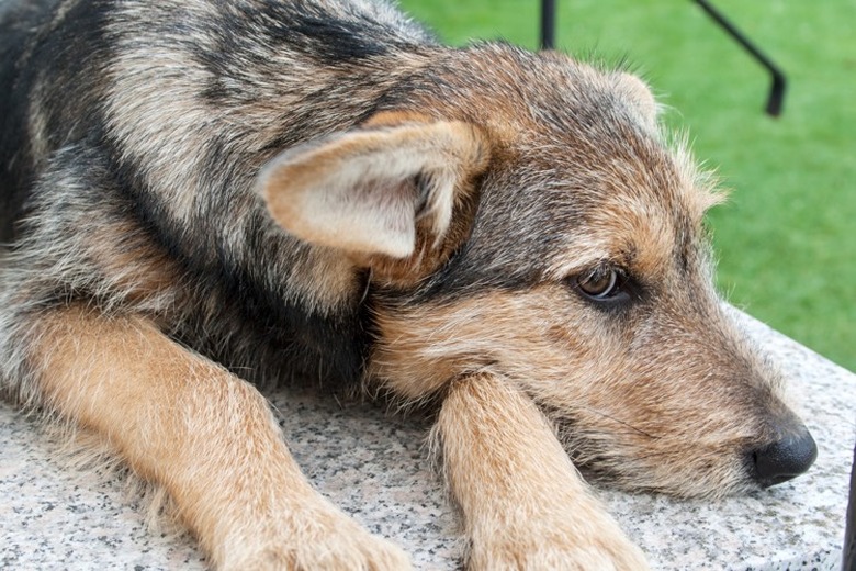 Brown and black coarse haired dog lying on a rock.