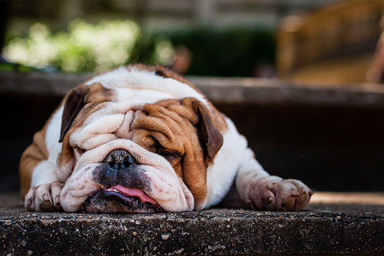 Close up of a brown and white English bull dog
