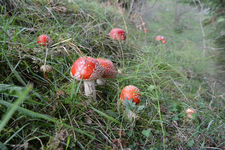 Poisonous mushrooms grow in the forest - red fly agaric Amanita muscaria.