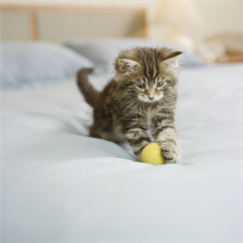 Maine Coon kitten sitting on bed in bedroom