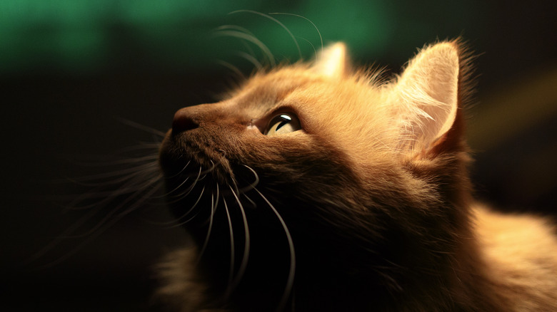 Beige cat looking up with wonder