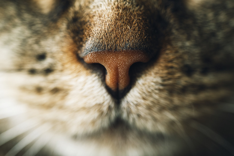 Snout of tabby cat