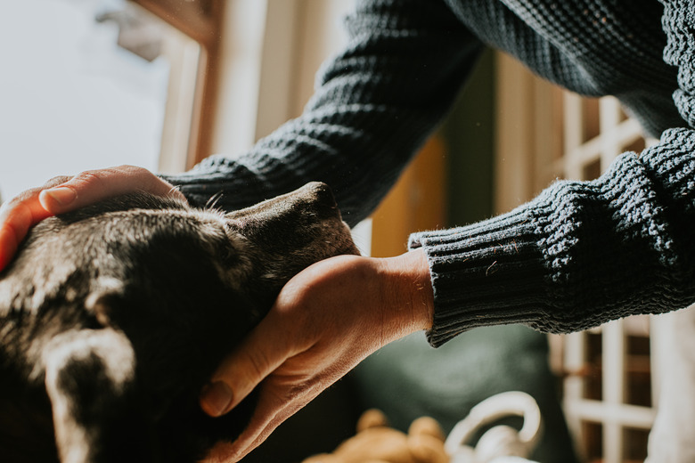 A man leans in towards an old black dog