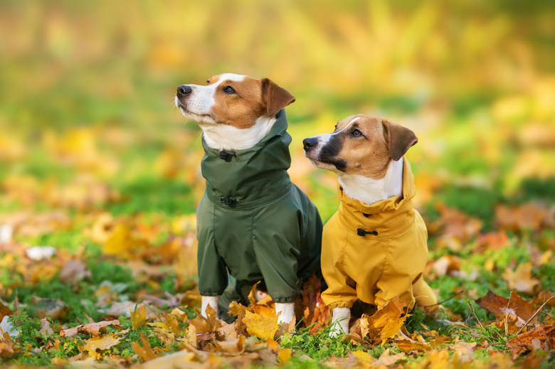 Two Jack Russel terrier dogs are sitting in fall leaves