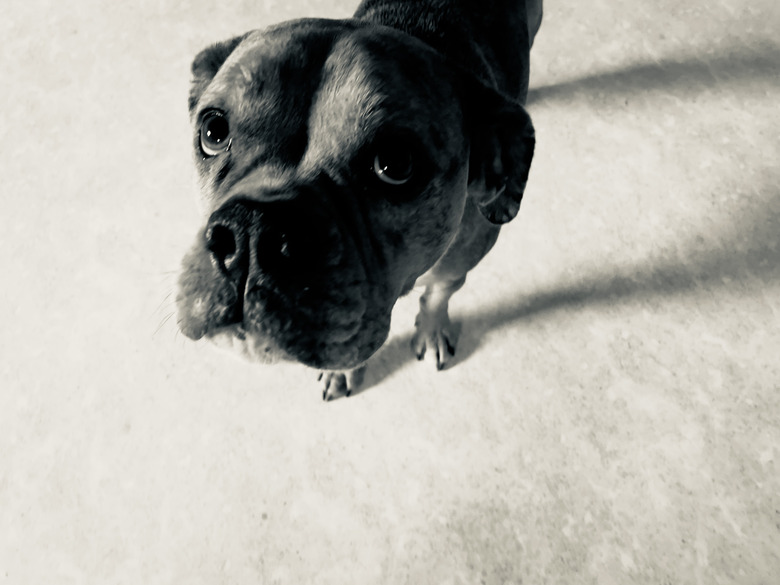 Bull dog looking guilty looking up at camera with large eyes