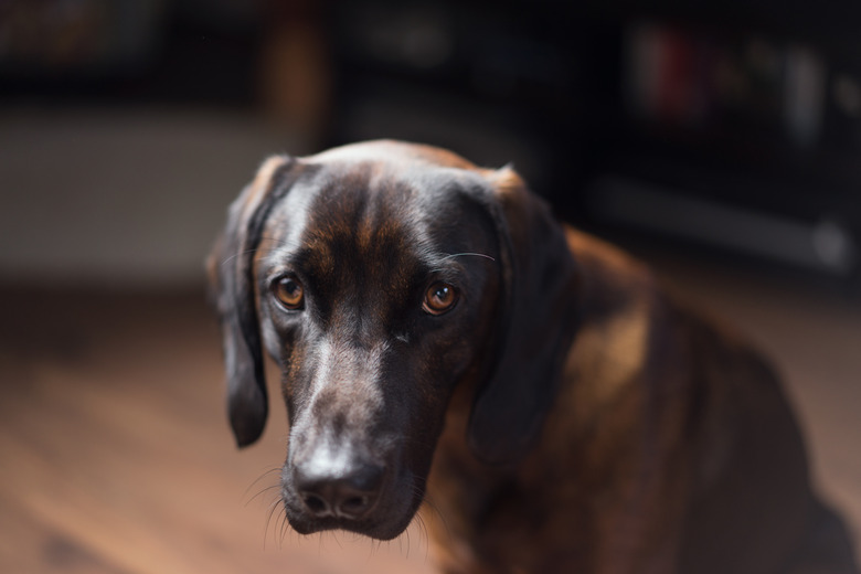 Dark brown dog looking guilty looking at camera