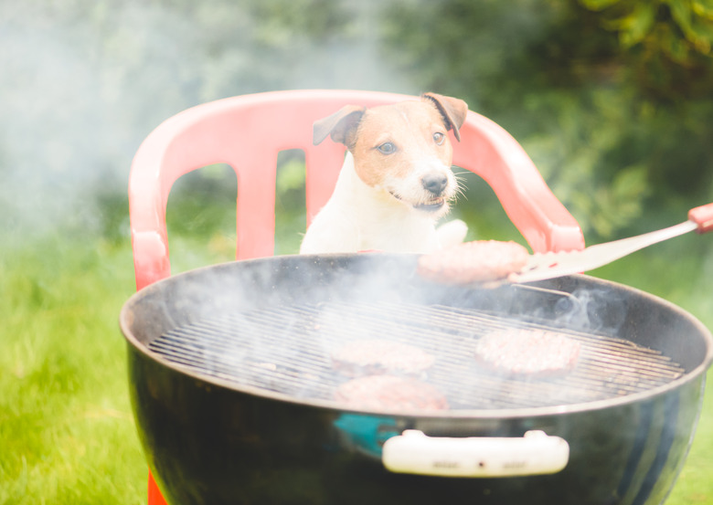 Funny dog looking at burger cooked on grill during family party at backyard lawn on summer day