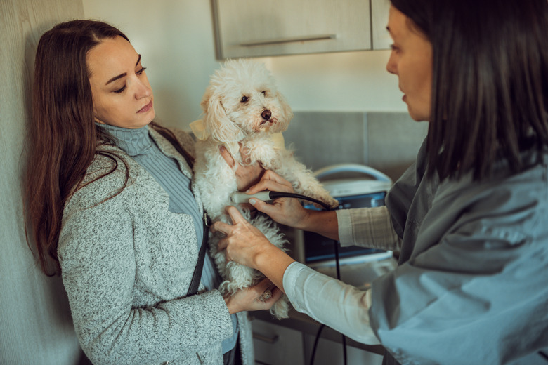 Doctor and owner looking at dog in veterinary clinic