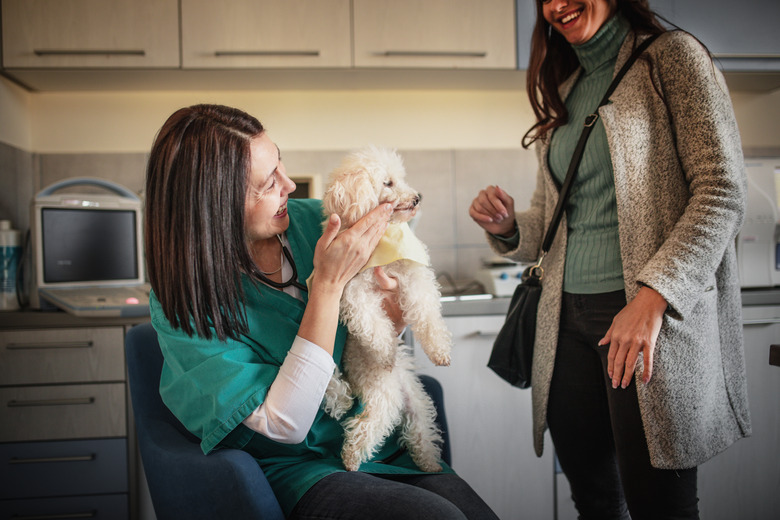 Doctor and owner looking at dog in veterinary clinic