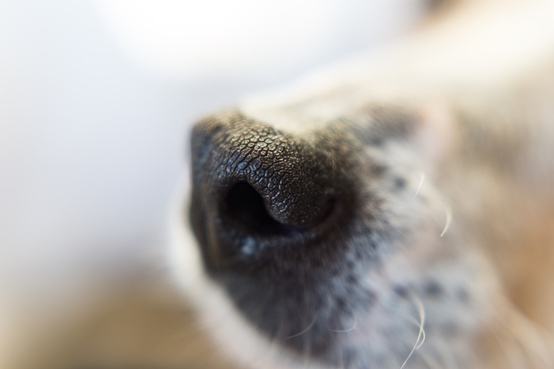 Close-up of a dog nose