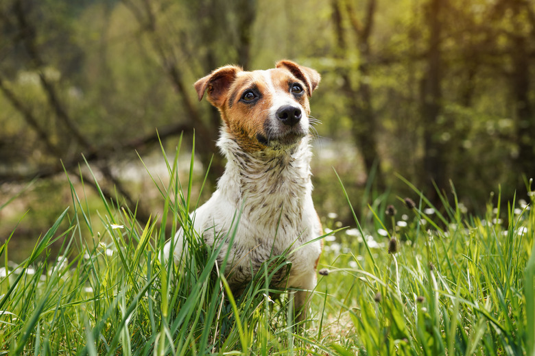 Small Jack Russell terrier sitting in grass