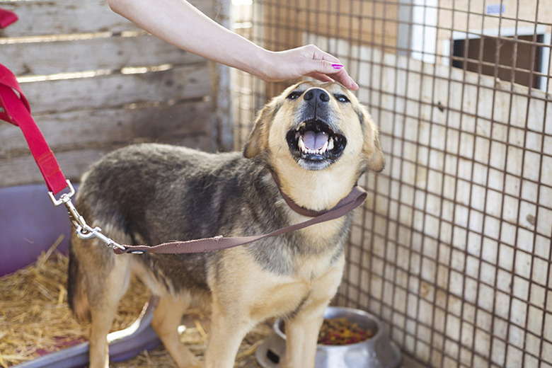 Dog in an outdoor crate