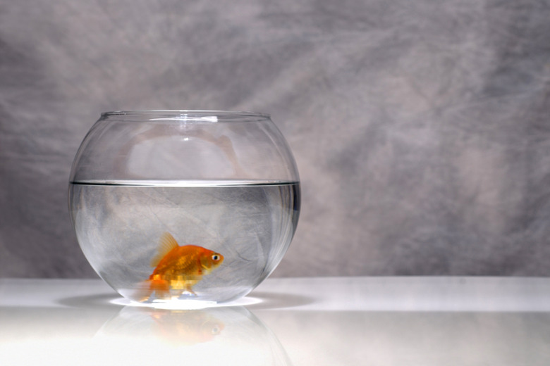 If you must put your goldfish in a bowl