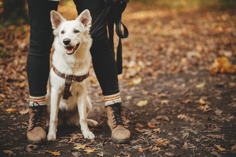 Cute dog sitting at owner legs in autumn woods. Traveling with pet