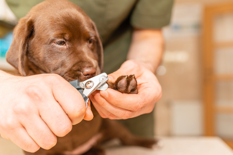 Veterinarian specialist holding puppy labrador dog