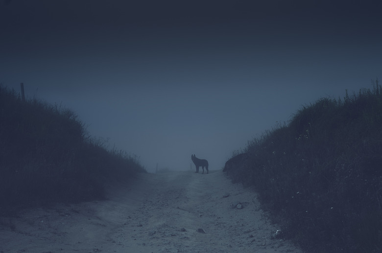 A dog at the end of a dark country road in the fog.