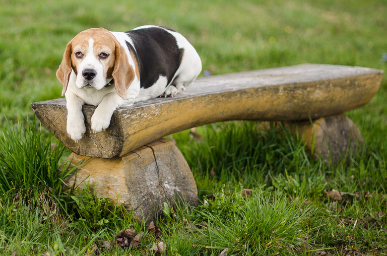 Beagle sleeping on bench