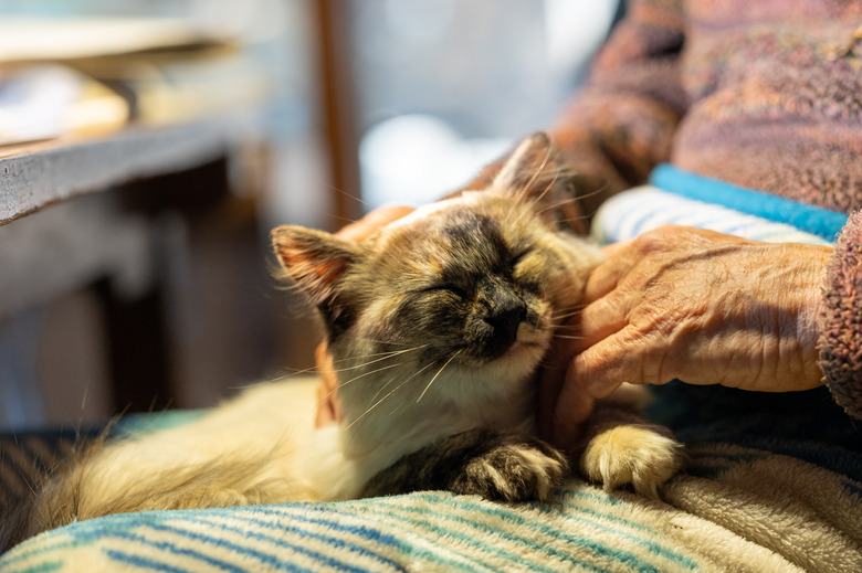 Close up cat relaxing on lap of a senior man