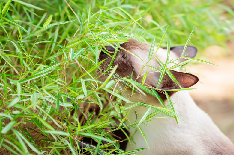 Thai cats are eating grass to help the digestive system within the body. Cats are eating bamboo grass in the garden.
