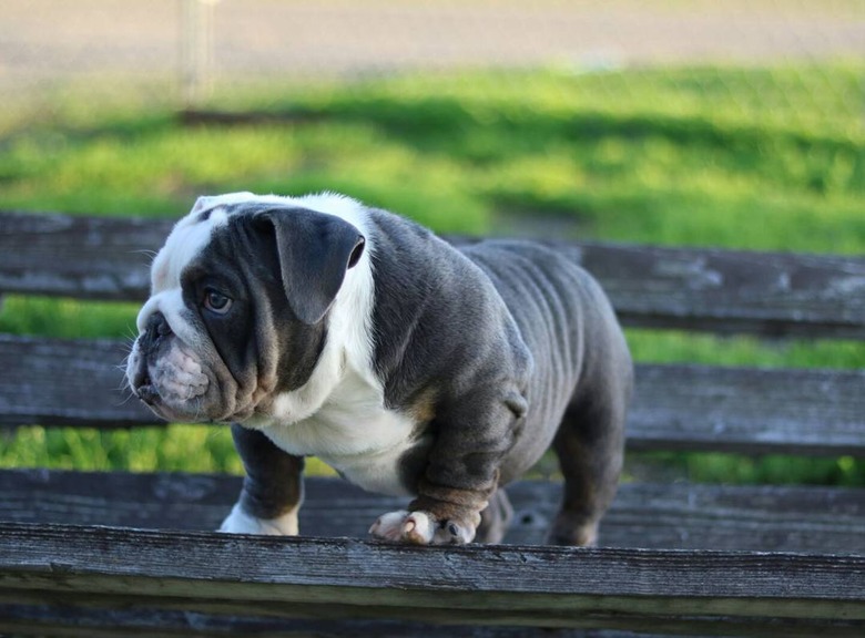 18 chubby bulldog puppies