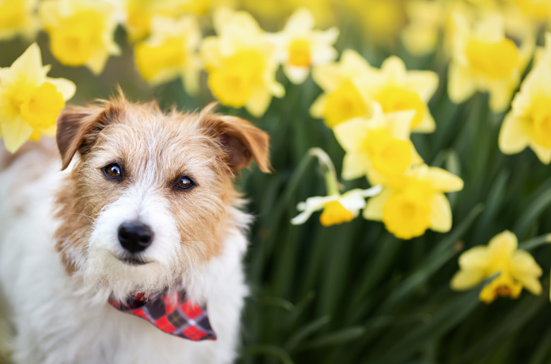 Happy dog listening in easter daffodil flowers in spring