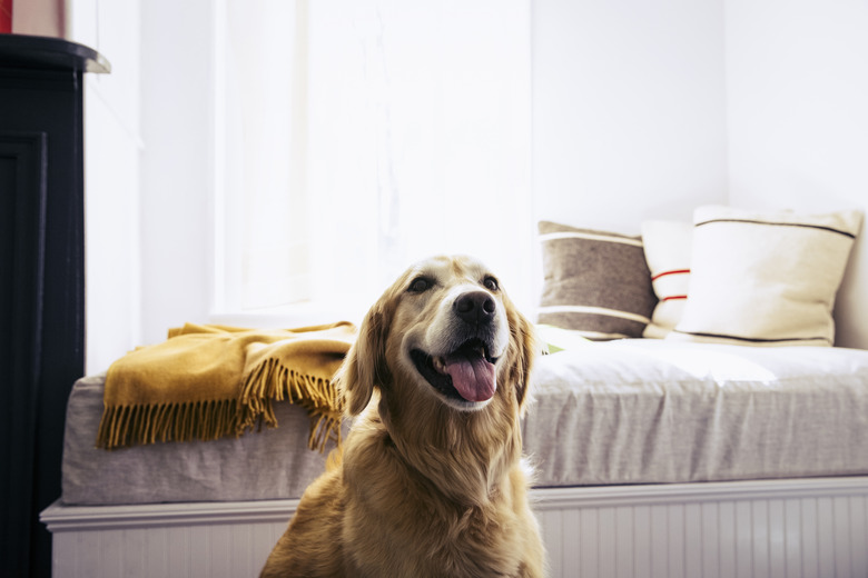 Dog sitting in front of bed at home looking happy
