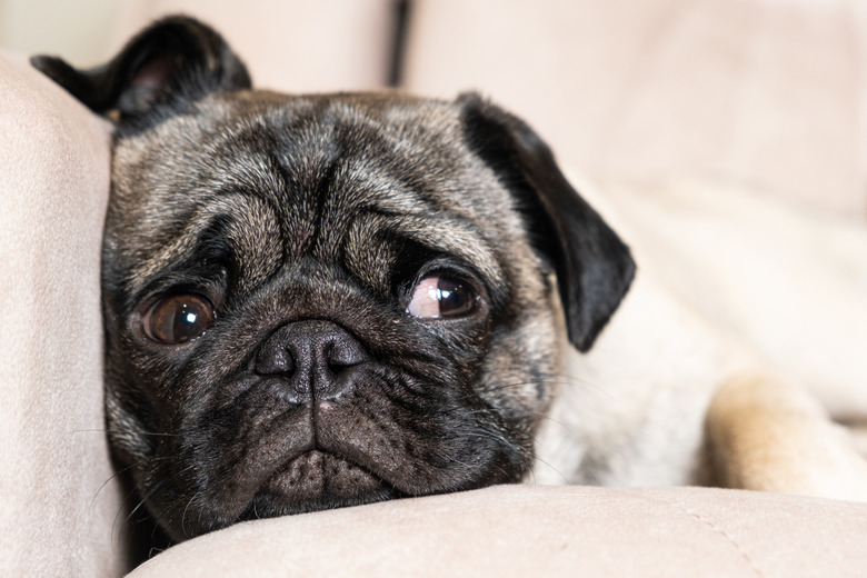 A sad pug lies on the couch and looks away. Care for pugs