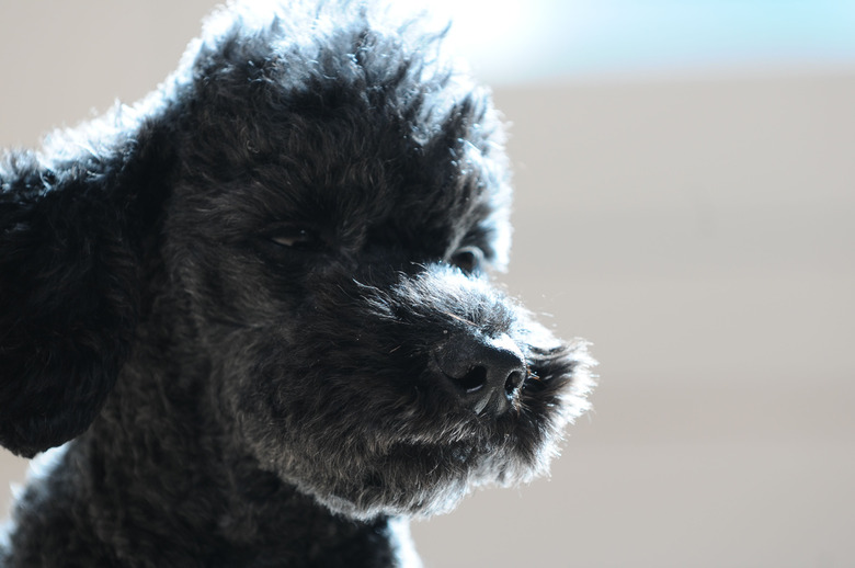 Black poodle illuminated in a beam of sunlight