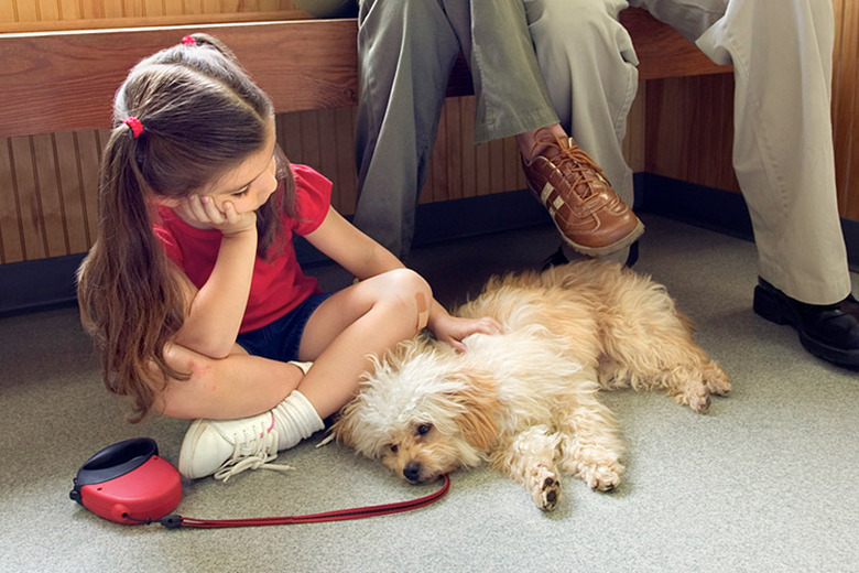 Young girl petting a small white dog