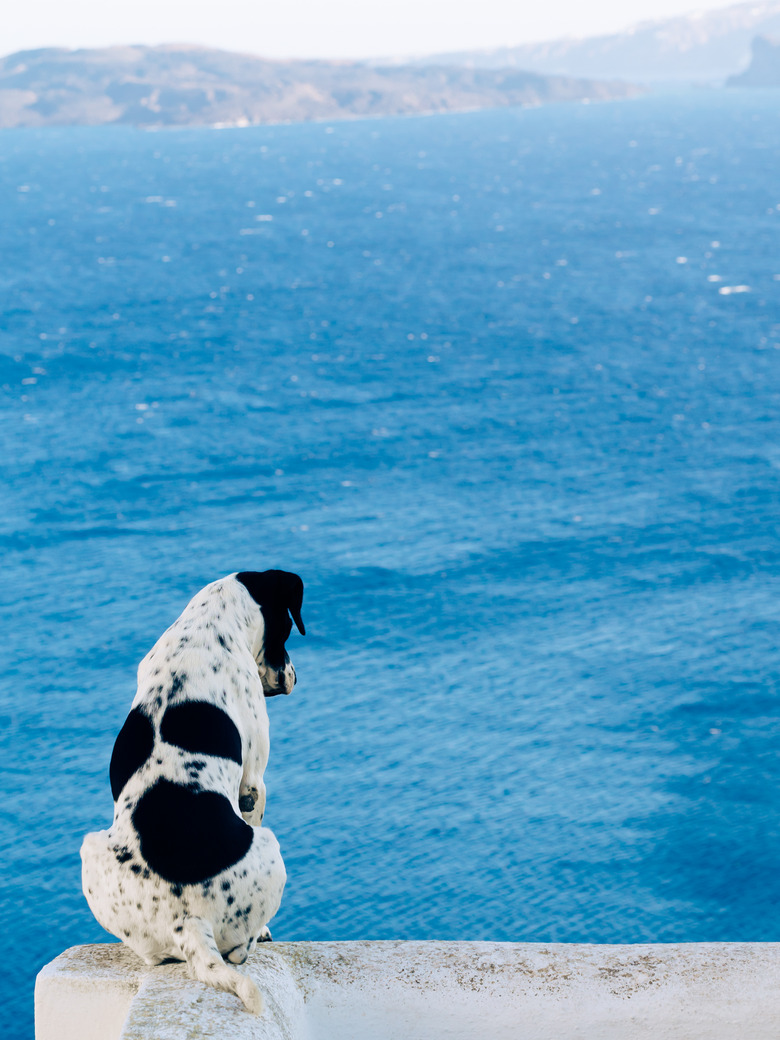 back view of a black-white dog on balcony looking out to sea