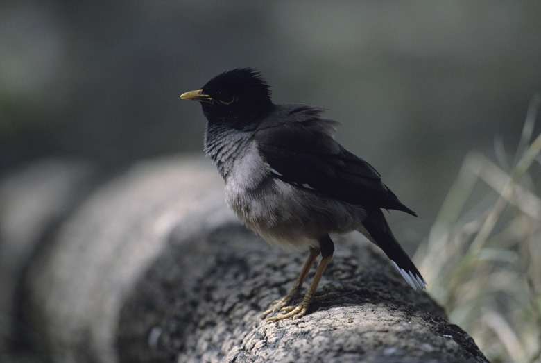 Common myna Acridotheres Triste sitting on branch