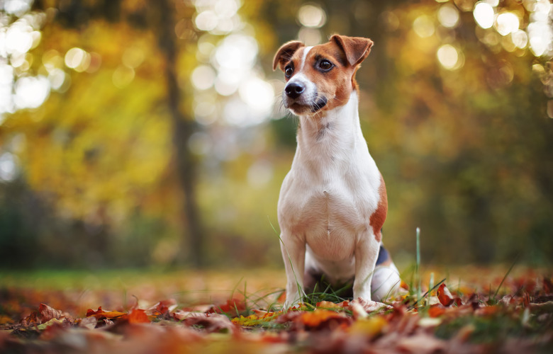 Small Jack Russell terrier sitting on forest path