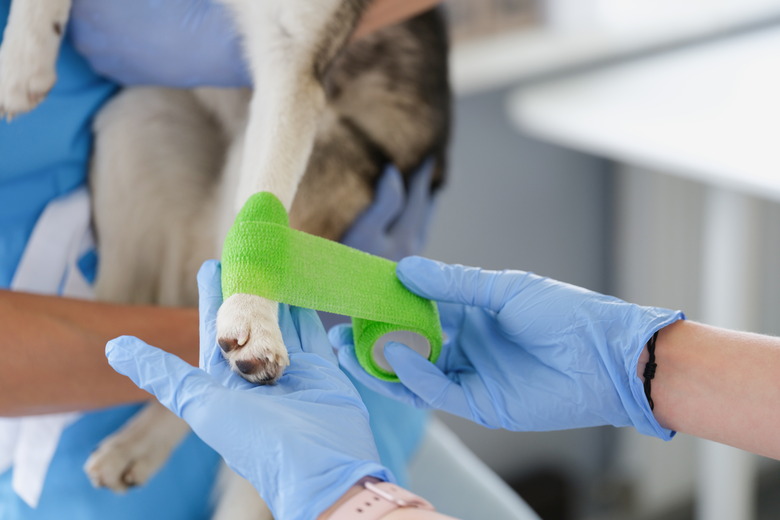 Veterinarian put bandage on dogs paw for recovery