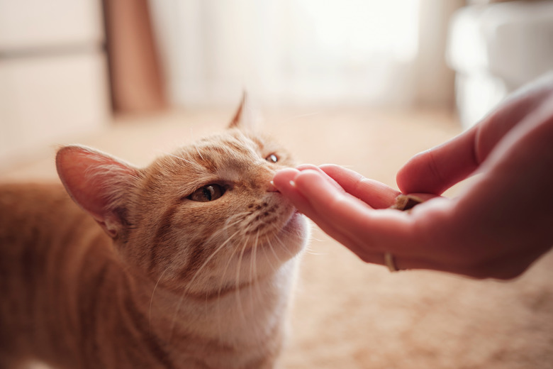 woman is feeding cat