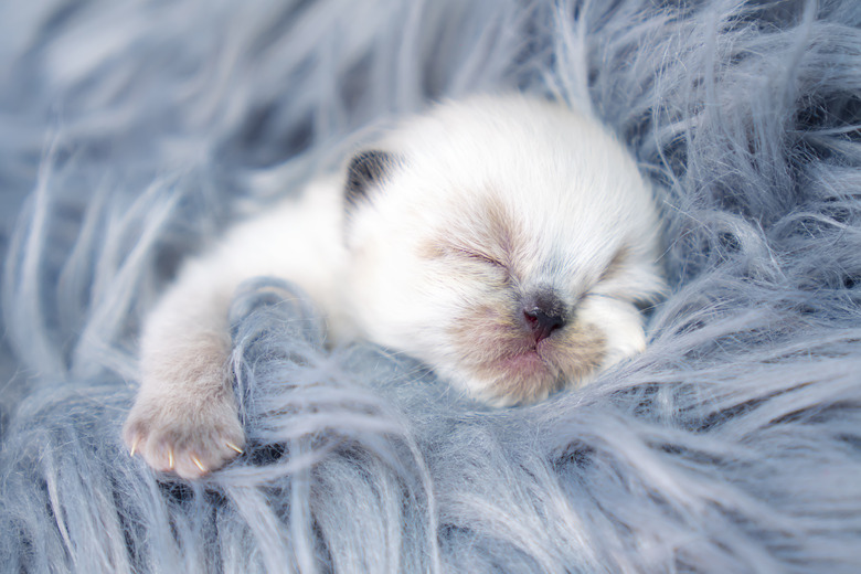 Newborn Kitten Sleeping on Gray Carpet