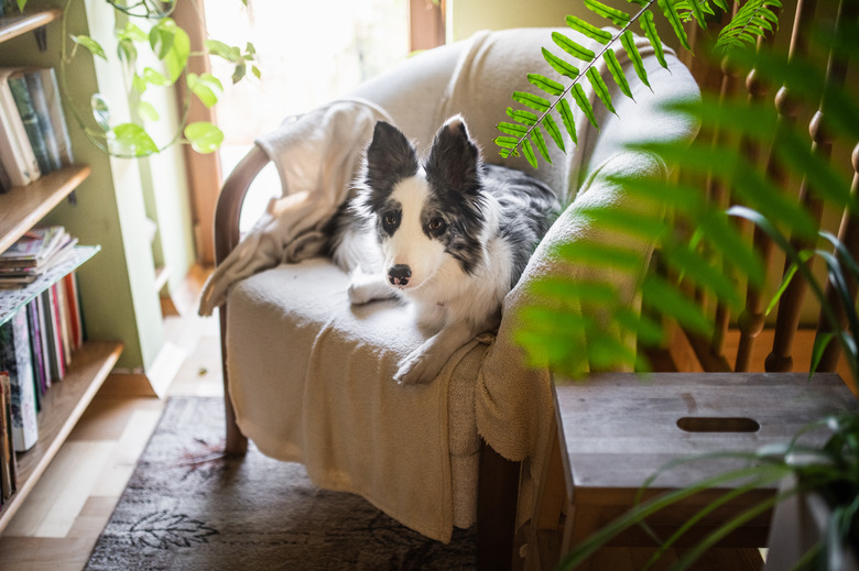 Border collie relaxing on armchair