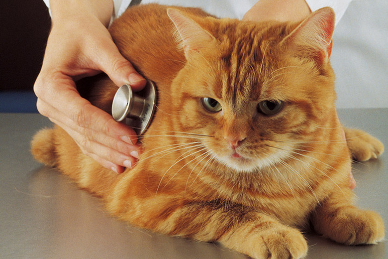 Checking the heart beat of an orange cat at the vet