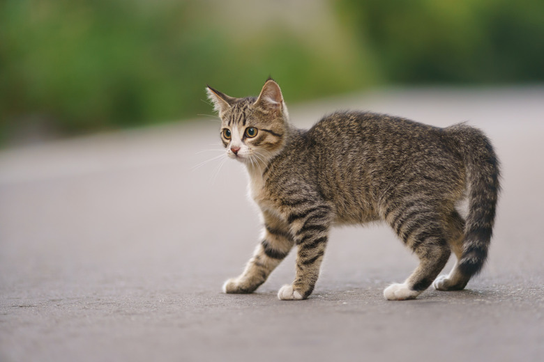 Agressive striped kitten on the city street