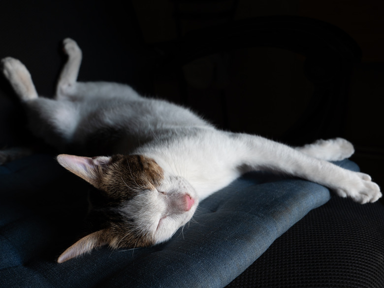White and calico cat asleep