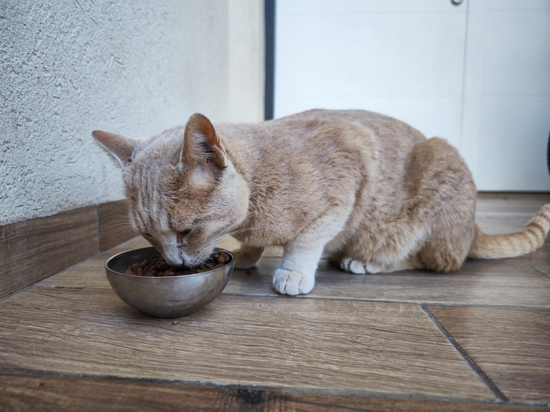 How To Relieve Gas In Cats Gas In Cats: Signs, Causes And Treatment