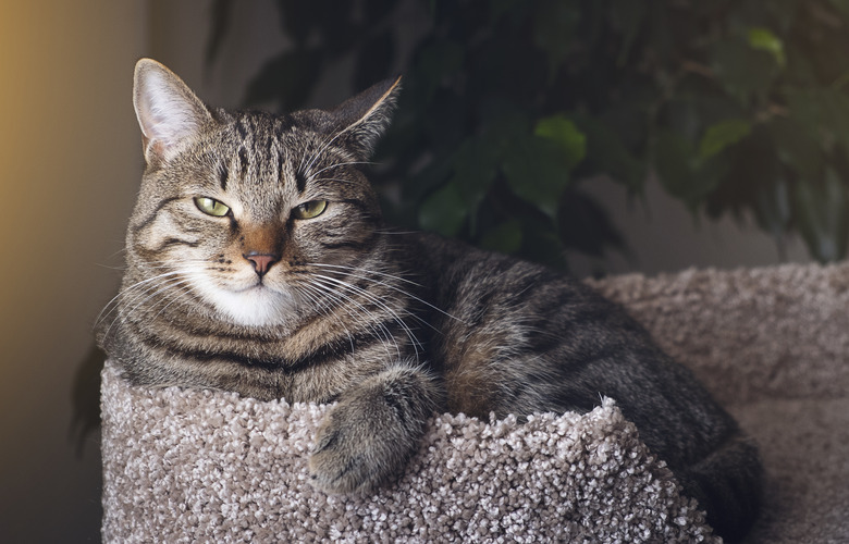 Domestic Cat Lies in a Basket with a Knitted Blanket