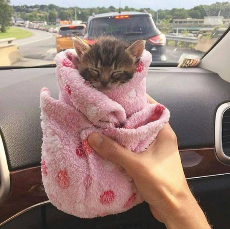 Cat Hates Every Moment Of His First-Time Parents Swaddling Practice
