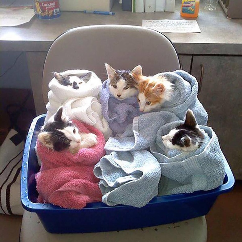 Cat Hates Every Moment Of His First-Time Parents Swaddling Practice